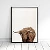 Buffalo Print, Bison Wall Art, Camel Buffalo, Camel Decor, Home Decor Animal