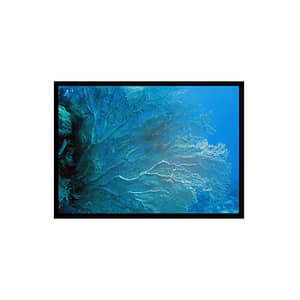 Coral Aqua Ocean, Sea, Beach Poster Print